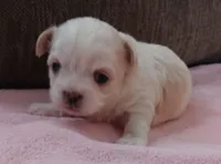 Prissy, a female Shichon for sale in Granite Falls, NC – Photo 2 of 8