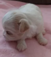 Prissy, a female Shichon for sale in Granite Falls, NC – Photo 6 of 8