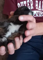 Choco, a male Shichon for sale in Granite Falls, NC – Photo 5 of 6