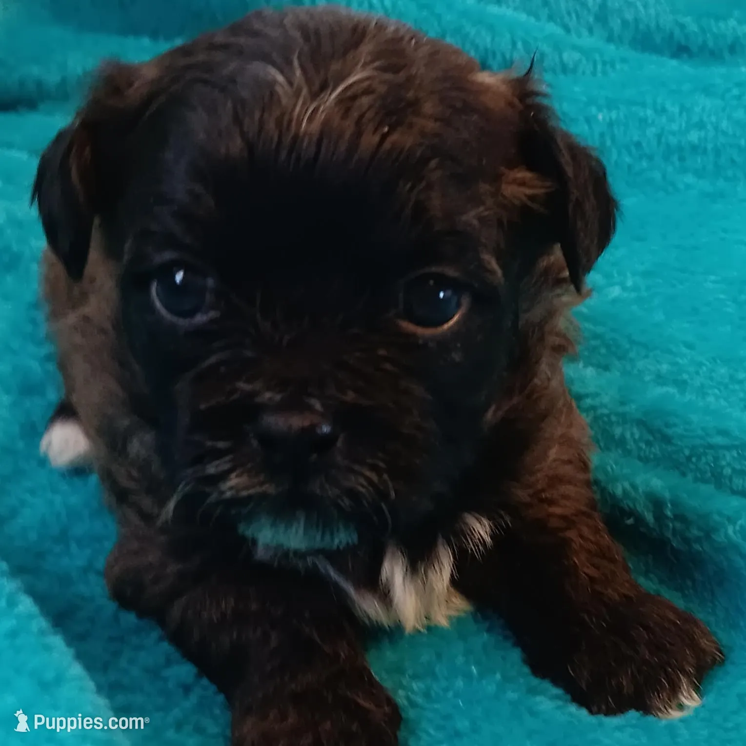 Choco, a male Shichon for sale in Granite Falls, NC – Photo 3 of 6