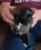 Choco, a male Shichon for sale in Granite Falls, NC – Photo 4 of 6