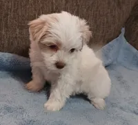 Tanner, a male Shichon for sale in Granite Falls, NC – 4 of 10