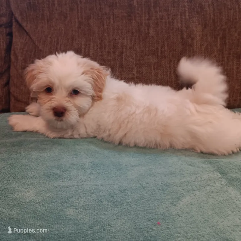 Tanner – Shichon puppy for sale in Granite Falls, NC