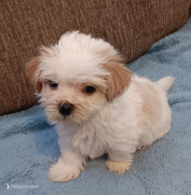 Toby – Shichon puppy for sale in Granite Falls, NC