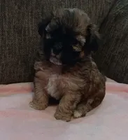 Truffles, a female Shichon for sale in Granite Falls, NC – 3 of 6