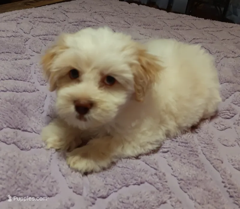 Tanner – Shichon puppy on hold in Granite Falls, NC