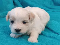 Skippy, a male Shichon for sale in Granite Falls, NC – Photo 3 of 5
