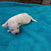 processed/c46e15d2-8ea0-4d9c-904a-29d840fc38ee/listing/f6369a59-03e6-438f-906b-3cc6b3689ca0/19f94a8b-8028-447b-8f6a-3975267064bf