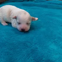 processed/c46e15d2-8ea0-4d9c-904a-29d840fc38ee/listing/f6369a59-03e6-438f-906b-3cc6b3689ca0/51abc597-2eda-4660-a378-c4fbd9dc7c67