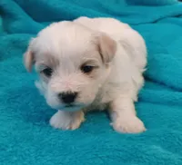 Skippy, a male Shichon for sale in Granite Falls, NC – Photo 2 of 5