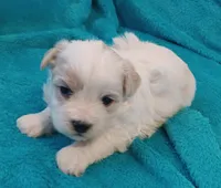 Skippy, a male Shichon for sale in Granite Falls, NC – Photo 4 of 5