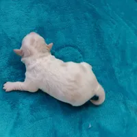 processed/c46e15d2-8ea0-4d9c-904a-29d840fc38ee/listing/f6369a59-03e6-438f-906b-3cc6b3689ca0/b8ccf1c8-a066-497d-9219-2dc6bd09dd2c