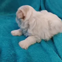 Skippy, a male Shichon for sale in Granite Falls, NC – Photo 5 of 5