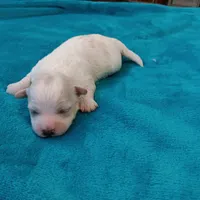 processed/c46e15d2-8ea0-4d9c-904a-29d840fc38ee/listing/f6369a59-03e6-438f-906b-3cc6b3689ca0/e27a857c-7b08-4604-8980-5a9bbf29b6d1