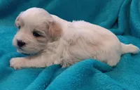 Skippy, a male Shichon for sale in Granite Falls, NC – Photo 1 of 5