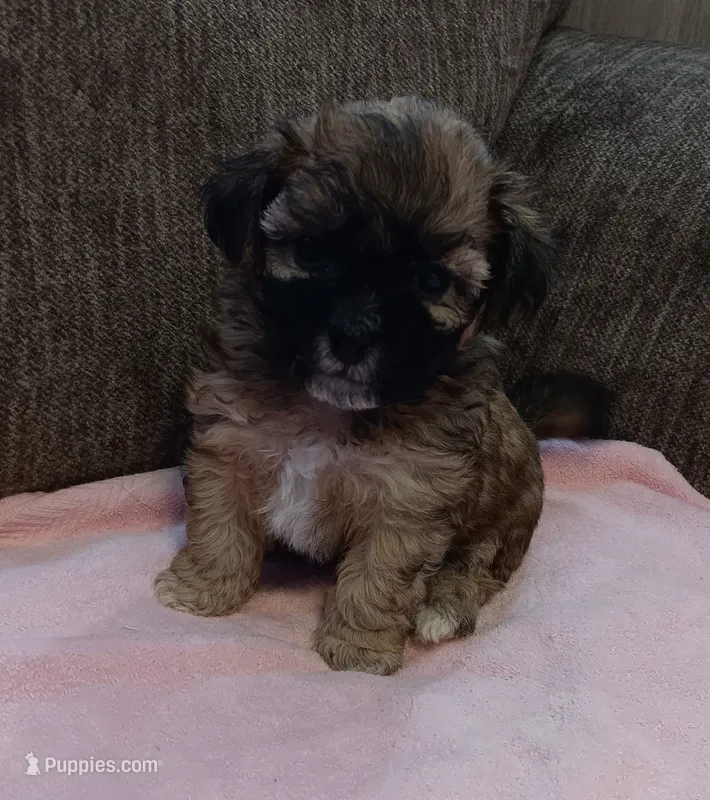 Truffles – Shichon puppy for sale in Granite Falls, NC