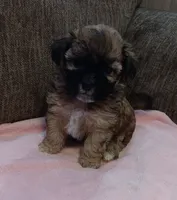 Truffles, a female Shichon for sale in Granite Falls, NC – 1 of 6