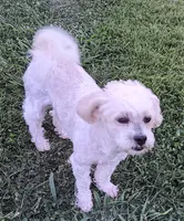 Teddy Bear, a male Shichon for sale in Granite Falls, NC – 6 of 6