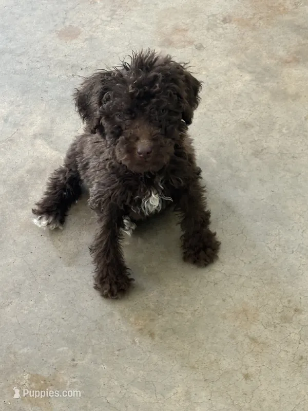 Juliet – Goldendoodle puppy for sale in Wilkesboro, NC