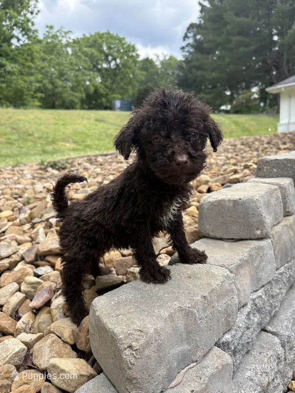 Juliet – Goldendoodle puppy for sale in Wilkesboro, NC
