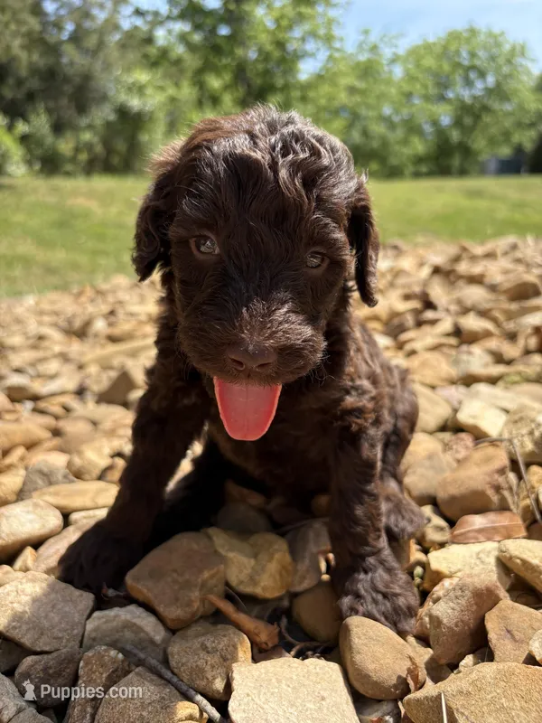 Donald – Goldendoodle puppy for sale in Wilkesboro, NC