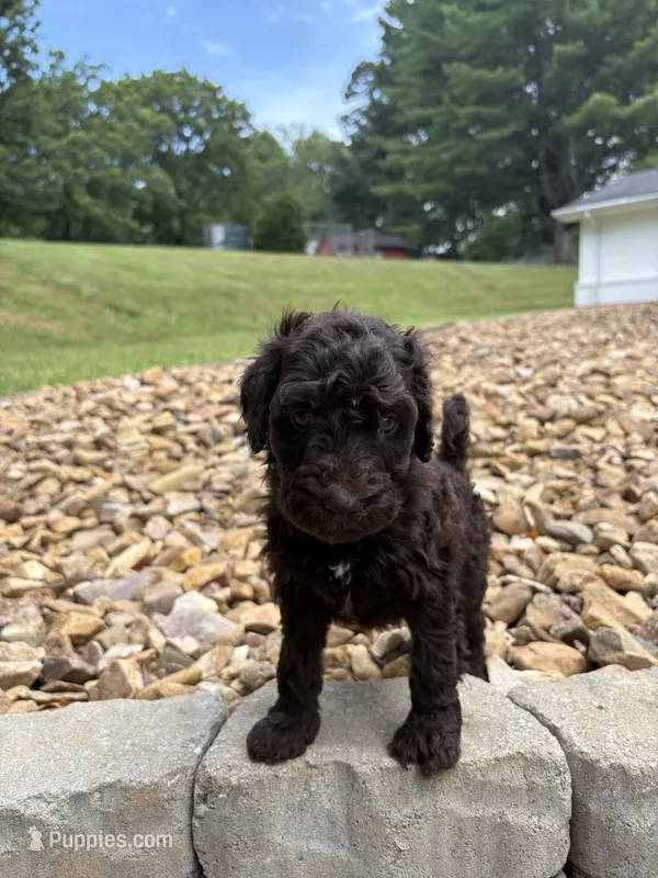 Pixie – Goldendoodle puppy for sale in Wilkesboro, NC