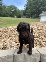 Pixie, a female Goldendoodle for sale in Wilkesboro, NC – 1 of 2
