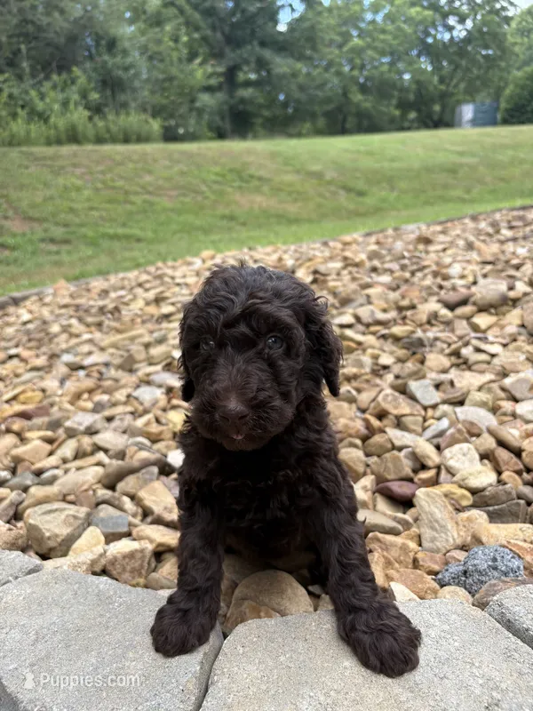Cici – Goldendoodle puppy for sale in Wilkesboro, NC