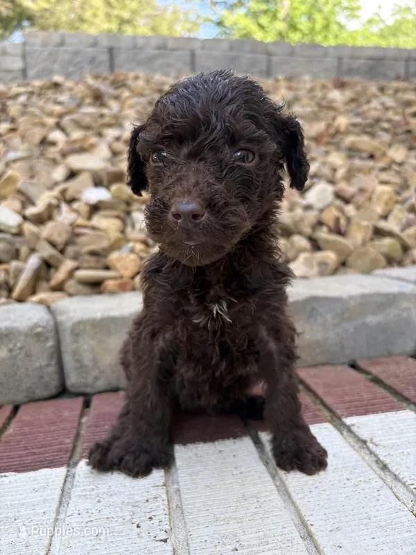 Dan  – Goldendoodle puppy for sale in Wilkesboro, NC