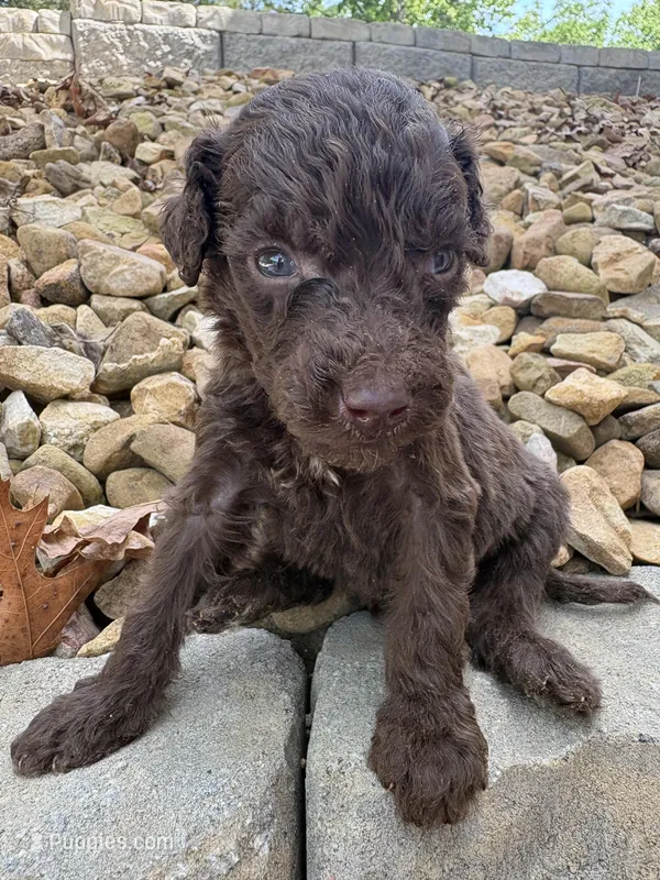 Dan  – Goldendoodle puppy for sale in Wilkesboro, NC