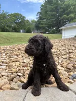 Pixie, a female Goldendoodle for sale in Wilkesboro, NC – 2 of 2