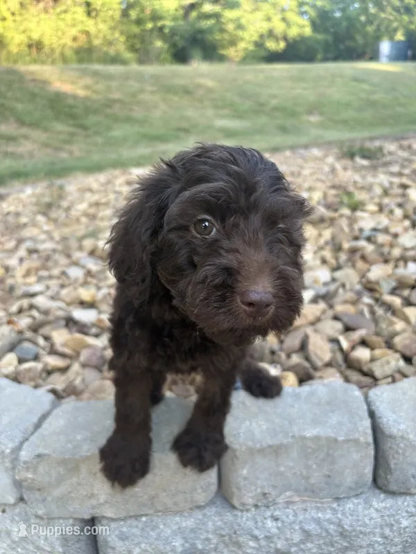 Daffy – Goldendoodle puppy for sale in Wilkesboro, NC