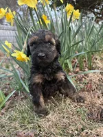 Thor, a male Poodle - Standard  for sale in Wilkesboro, NC – Photo 2 of 2