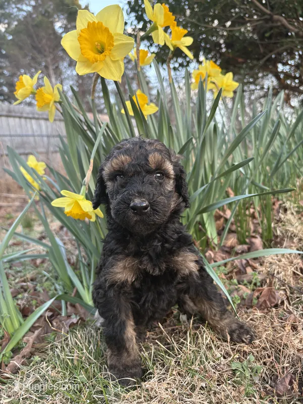 Thor – Poodle - Standard  puppy for sale in Wilkesboro, NC