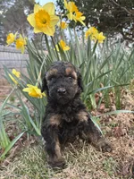 Thor, a male Poodle - Standard  for sale in Wilkesboro, NC – Photo 1 of 2