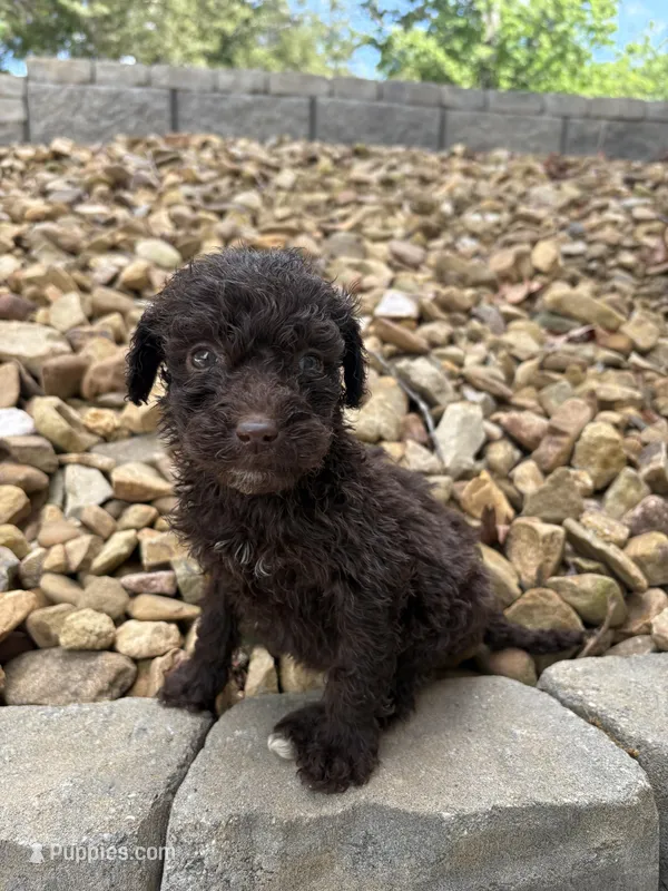 Minnie – Goldendoodle puppy for sale in Wilkesboro, NC