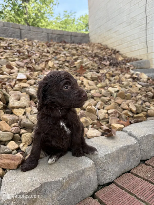 Minnie – Goldendoodle puppy for sale in Wilkesboro, NC