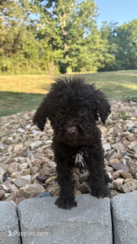 Juliet – Goldendoodle puppy for sale in Wilkesboro, NC