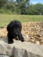 Gunnie, a male Goldendoodle for sale in Wilkesboro, NC – 2 of 2