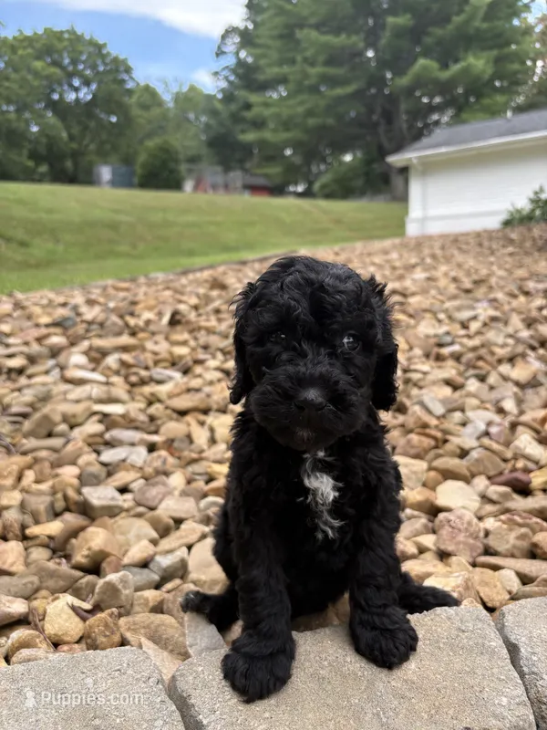Ally – Goldendoodle puppy for sale in Wilkesboro, NC