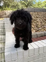 Gunnie, a male Goldendoodle for sale in Wilkesboro, NC – 7 of 7