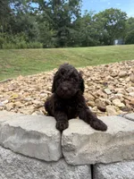 Molly, a female Goldendoodle for sale in Wilkesboro, NC – 2 of 2