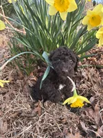Atlas, a male Poodle - Standard  for sale in Wilkesboro, NC – Photo 2 of 2