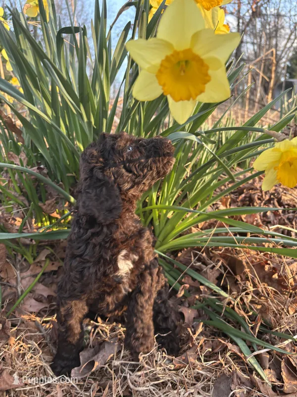 Atlas – Poodle - Standard  puppy for sale in Wilkesboro, NC