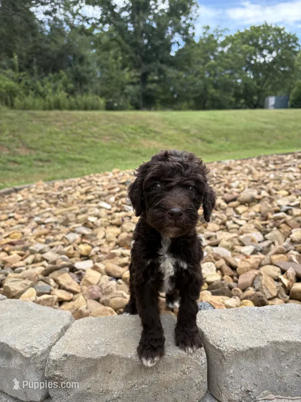 Dora – Goldendoodle puppy for sale in Wilkesboro, NC