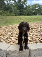 Dora, a female Goldendoodle for sale in Wilkesboro, NC – 1 of 2