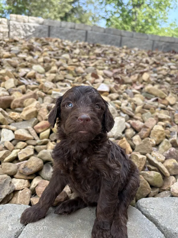 Daffy – Goldendoodle puppy for sale in Wilkesboro, NC