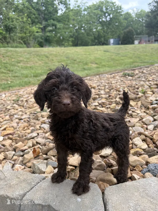 Daffy – Goldendoodle puppy for sale in Wilkesboro, NC