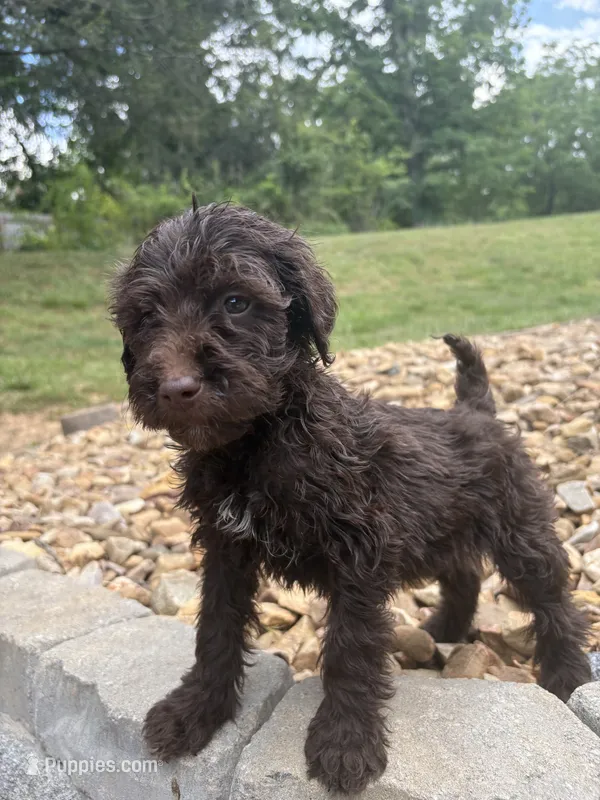 Olive – Goldendoodle puppy for sale in Wilkesboro, NC