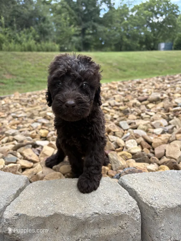Ruby – Goldendoodle puppy for sale in Wilkesboro, NC